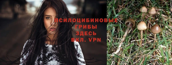 прущие грибы Аркадак
